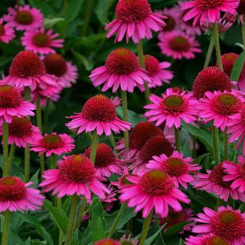 Echinacea 'Delicious Candy' - Coneflower