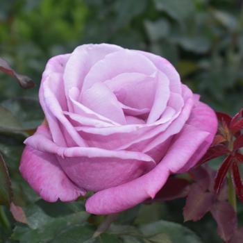 Rosa 'Fragrant Plum' - Rose