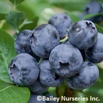 Blueberry x 'Northblue' - Northblue Blueberry