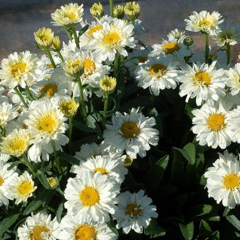 Leucanthemum - 'Sugar Bowl' Shasta Daisy