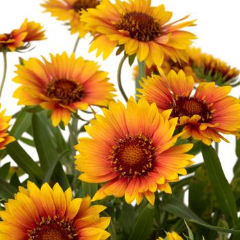 Gaillardia (Blanket flower) - Realflor® SM Sunset Orange