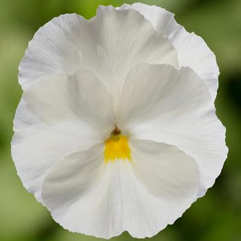 Viola x wittrockiana (Pansy) - Delta™ Pro Clear White