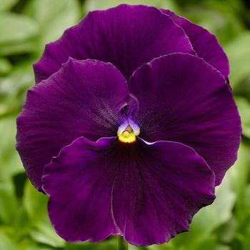 Viola x wittrockiana - Delta™ Pro Clear Violet Pansy