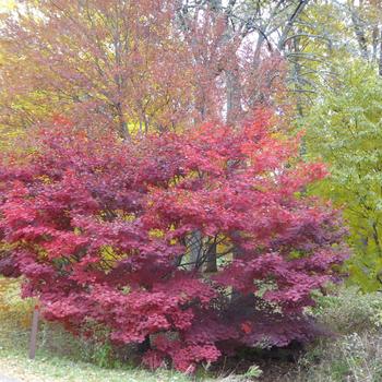 Acer circinatum x palmatum - 'Morning Starburst™' Maple