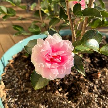 Camellia sasanqua - 'Dream Weaver'