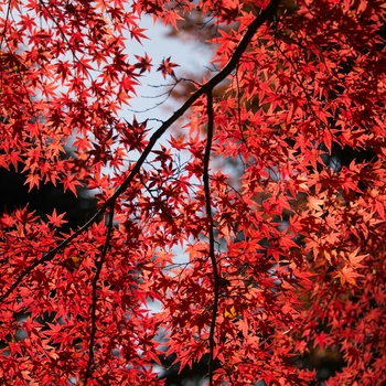 Acer rubrum (Japanese Maple) - 'October Glory'